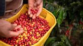 Some Vietnam coffee farms thrive despite drought, but may not stop espresso price hikes - BusinessWorld Online