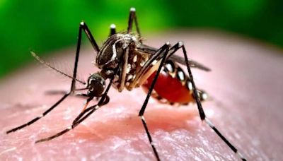 With onset of monsoon, cases of dengue, typhoid are on the rise in Telangana - ET HealthWorld