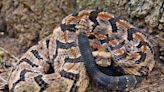 Opinion: Time for rattlesnake roundups to celebrate and educate, not slaughter