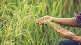 Bimbo busca implementar agricultura regenerativa sobre la tradicional