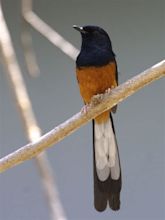 File:White-rumped shama.jpg - Wikimedia Commons