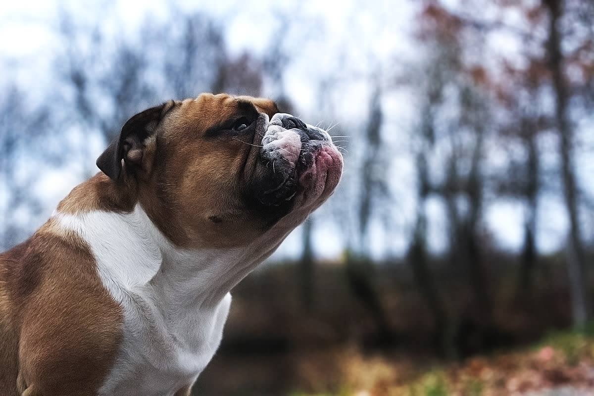 English Bulldog Runs Just Like a Human Kid Upon Hearing the Ice Cream Truck