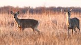 North Dakota deer gun application deadline is June 5