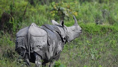 Deadly flooding threatens rhinos in India’s Assam as six drown