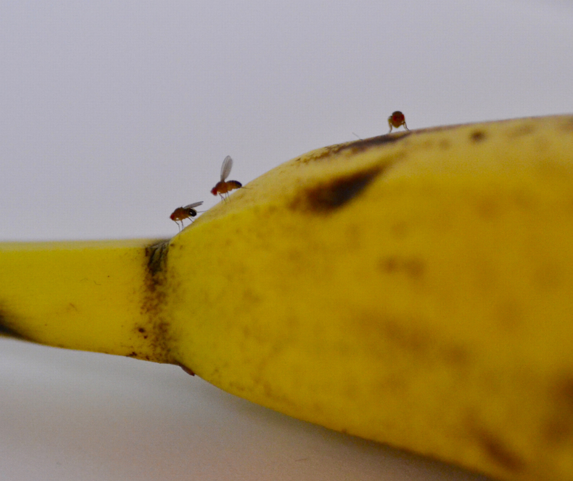 Fruit flies are invading SC homes. Here are 16 ways to get rid of them