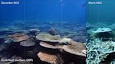 La Gran Barrera de Coral: un calentamiento continuo amenazaría también sus zonas profundas