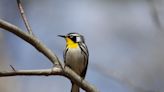 Wild Side: Yellow-throated warbler - The Martha's Vineyard Times