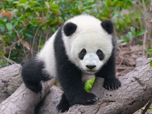 Good Morning America Gets Inside Peek at What It’s Like Raising Panda Cubs in China