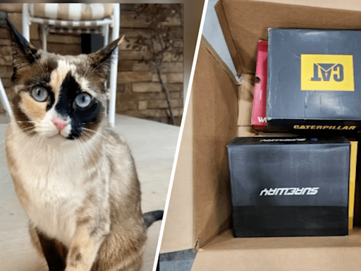 Utah couple accidentally ships pet cat to Riverside-based Amazon facility