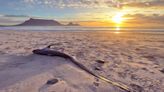 Rare creature with a long tail fin washed up on a South African beach. Take a look