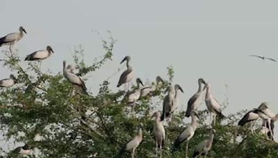 Lotus Lake Thirunavaya: A Sanctuary For Migratory Birds In Kerala - News18