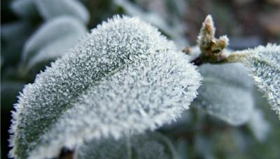 Frost advisory issued for parts of the coldest countryside of CNY