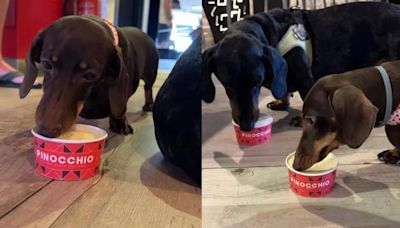 Helados para perros en Benidorm