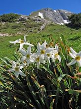 Narcissus (plant)