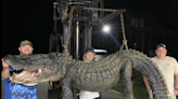 ‘One heck of a lizard.’ Monster 625-pound, 13-foot alligator pulled from SC lake. Take a look