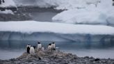 Parlamentarios de Chile viajaron a la Antártida para defender la «soberanía» luego de posible hallazgo de petróleo - Diario Río Negro