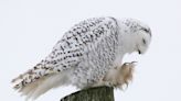 Smith: Snowy owls scarce in Wisconsin - and beyond - this winter