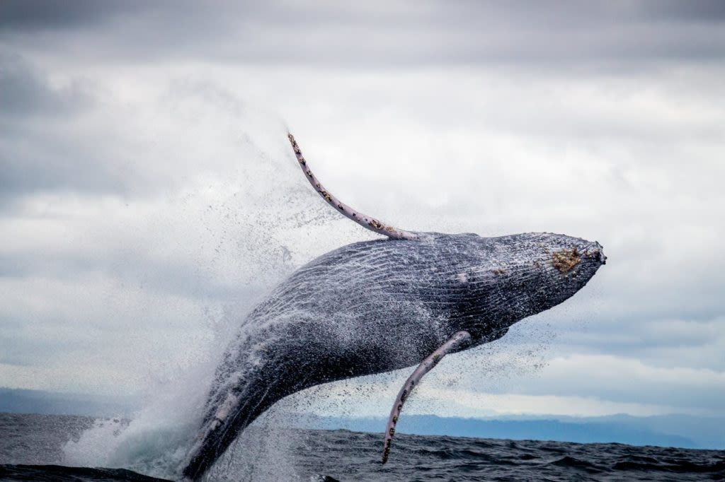 Dormant Bitcoin whale resurfaces after 10 years, moves $44 Million in BTC | Invezz
