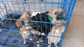 Adopción de mascotas en Gómez Palacio, lugares y horarios