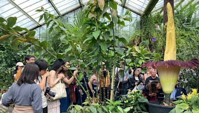Queues gather at Kew to sniff 'corpse flower' stink