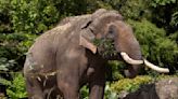 Second elephant dies in days at Dublin Zoo from viral infection