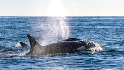 Yacht sinks after being rammed by orcas in Strait of Gibraltar