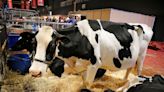 Por primera vez en 100 años, no habrá vacas lecheras en la Exposición Rural de Palermo: el motivo