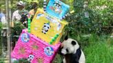 Shuan Shuan: murió la panda gigante más longeva de México un día después de su cumpleaños