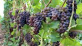 Washington wineries push for Mount St. Helens AVA designation - Portland Business Journal