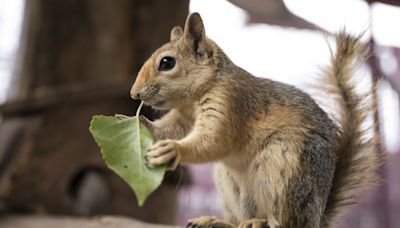 Is it illegal to feed squirrels in your garden?