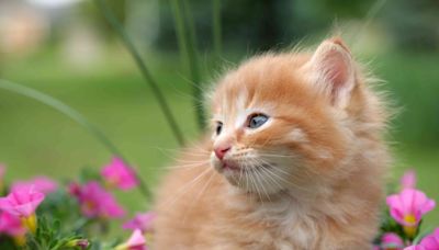 How to Keep Cats Out of Your Garden Without Hurting Them