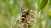 Hornets found to be primary pollinators of two Angelica species