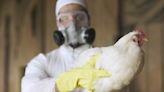 New pandemic fears as UK declares 'category 4' bird flu outbreak