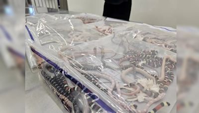 Chinese Man Tried To Smuggle Over 100 Live Snakes In His Trousers, Here's What Happened Next