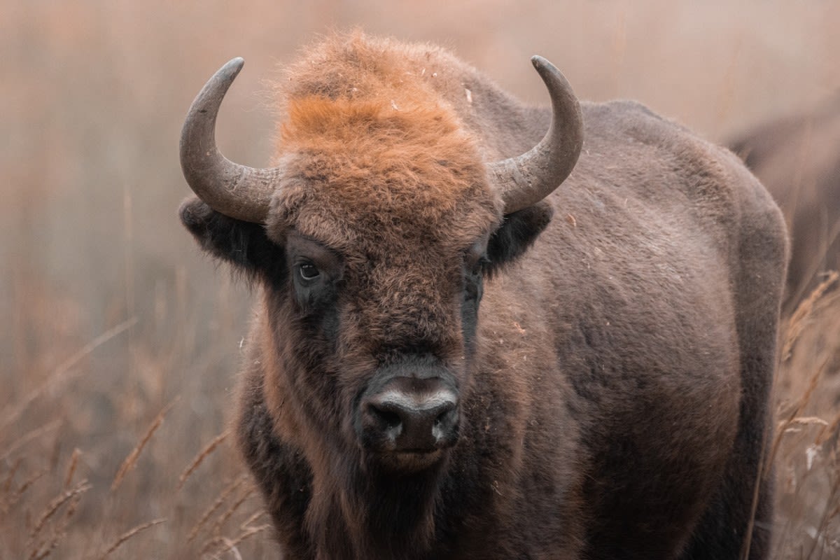 Man Arrested in Idaho After Kicking Bison in the Leg Sparks Outrage