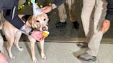 Messi the dog is retiring from the TSA after work screening travelers