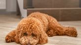 Goldendoodle Hilariously Refuses to Look at Mom After Unfortunate Trip to the Groomer