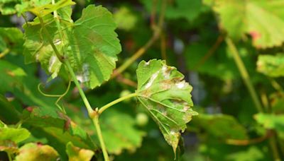 Mildiou, rouille, oïdium : comment repérer et éviter que les maladies du potager ne se propagent ?