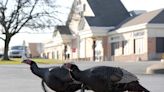 ODNR to capture, relocate Hilliard's wild turkeys for safety