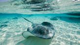 Pregnant Stingray Could Have Been Impregnated by Shark: 'A Science Mystery'