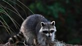 Rabid raccoon bites hiker traveling through national park, officials say. What to know