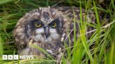 Kent: Short-eared owl chicks spotted for first time in five years