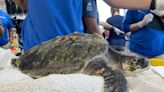 Sea turtle returning home after successful rehabilitation in Florida