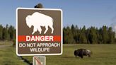 47-Year-Old Woman Gored by Bison in Yellowstone National Park Sustains ‘Significant Injuries’