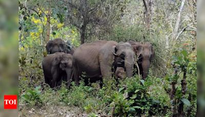 Kerala Forest Department Identifies 10 High-Risk Areas for Human-Animal Conflicts | Kochi News - Times of India