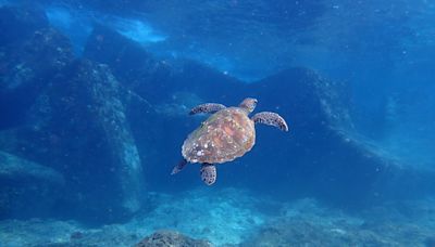 小琉球生態豐富 有海龜島美名 (圖)