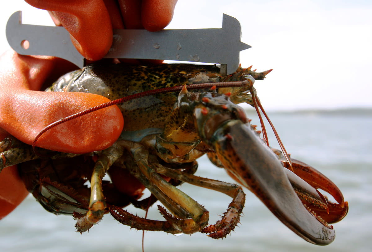 Maine fishermen call on regulators to delay new lobster size rules