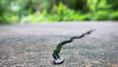 Texas rains mean giant, toxic worms that regenerate when you chop them in half