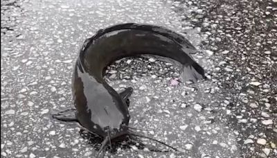 'Weird' mucus-covered fish are spotted crawling along Florida roads