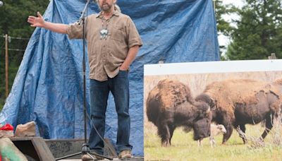 ‘1 in a million’ white buffalo at Yellowstone hasn’t been seen since its birth on June 4